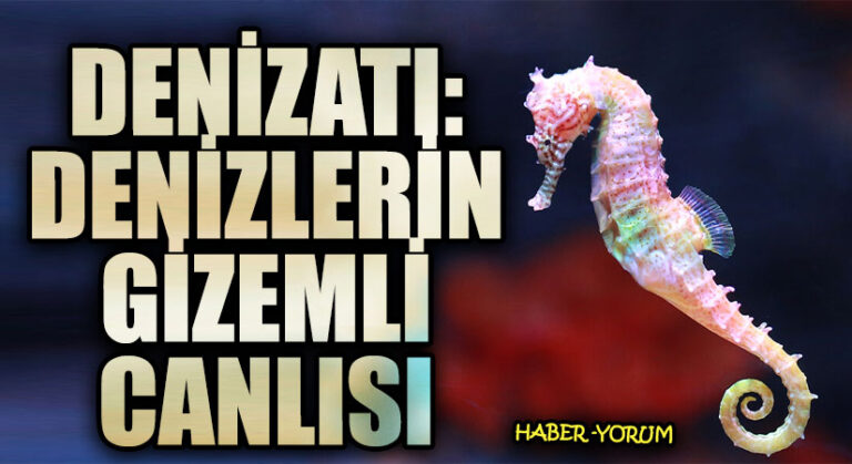 Denizatı: Denizlerin Gizemli Canlısı