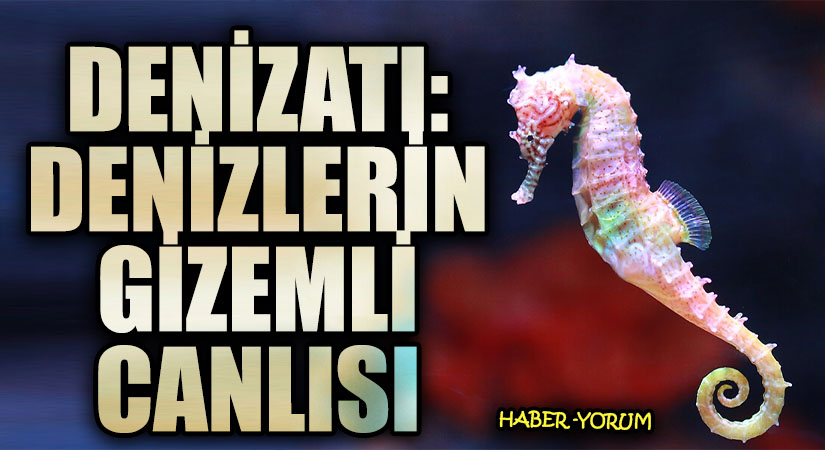 Denizatı: Denizlerin Gizemli Canlısı