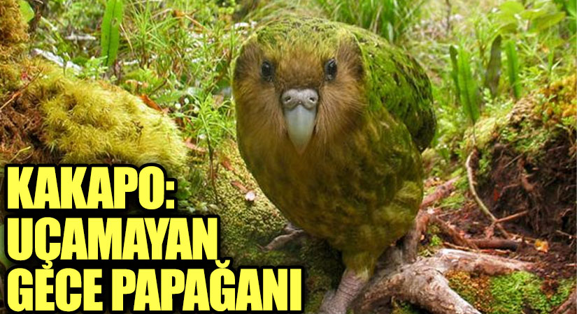 Kakapo: Uçamayan Gece Papağanı