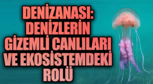 Denizanası: Denizlerin Gizemli Canlıları ve Ekosistemdeki Rolü