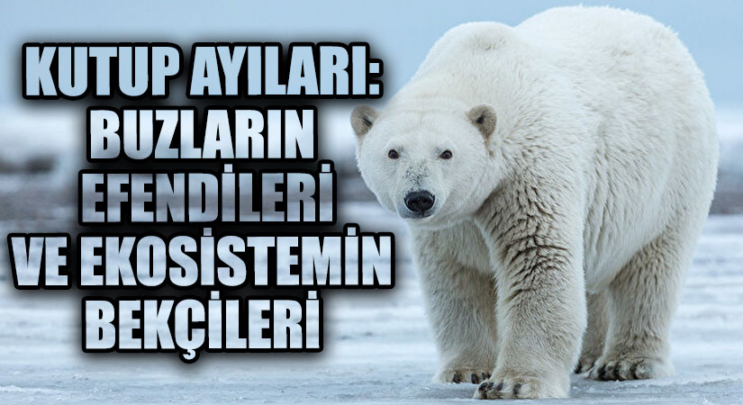 Kutup Ayıları: Buzların Efendileri ve Ekosistemin Bekçileri