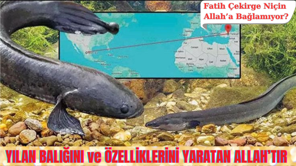YILAN BALIĞINI ve ÖZELLİKLERİNİ YARATAN ALLAH’TIR
