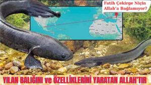 YILAN BALIĞINI ve ÖZELLİKLERİNİ YARATAN ALLAH’TIR