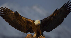 Gökyüzünün Kralları: Kartalların Etkileyici Dünyası