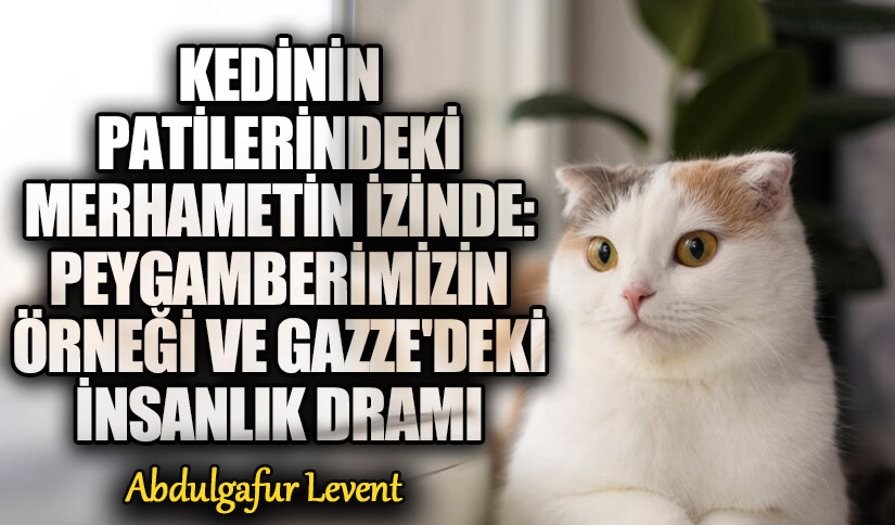 Kedinin Patilerindeki Merhametin İzinde: Peygamberimizin Örneği ve Gazze’deki İnsanlık Dramı