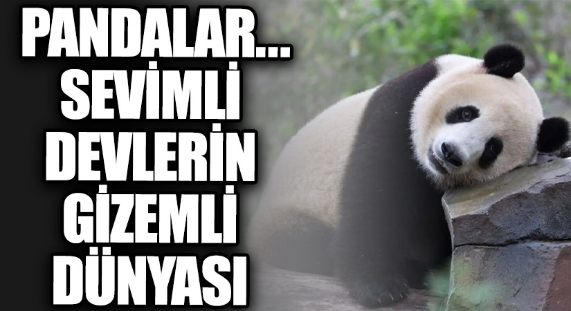 Pandalar… Sevimli Devlerin Gizemli Dünyası