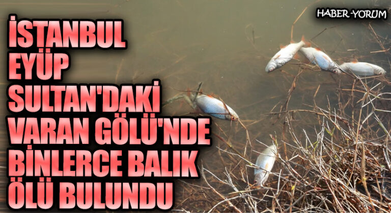 İstanbul Eyüpsultan’daki Varan Gölü’nde Binlerce Balık Ölü Bulundu