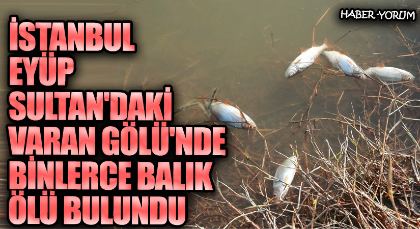 İstanbul Eyüpsultan’daki Varan Gölü’nde Binlerce Balık Ölü Bulundu