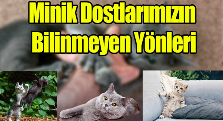 “Minik Dostlarımızın Bilinmeyen Yönleri: Kediler Ne Kadar Tanınıyor?”