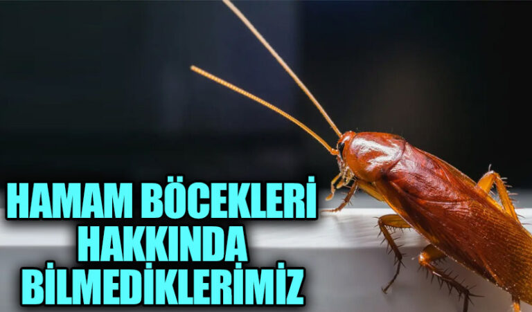 Hamam Böcekleri Hakkında Bilmediklerimiz