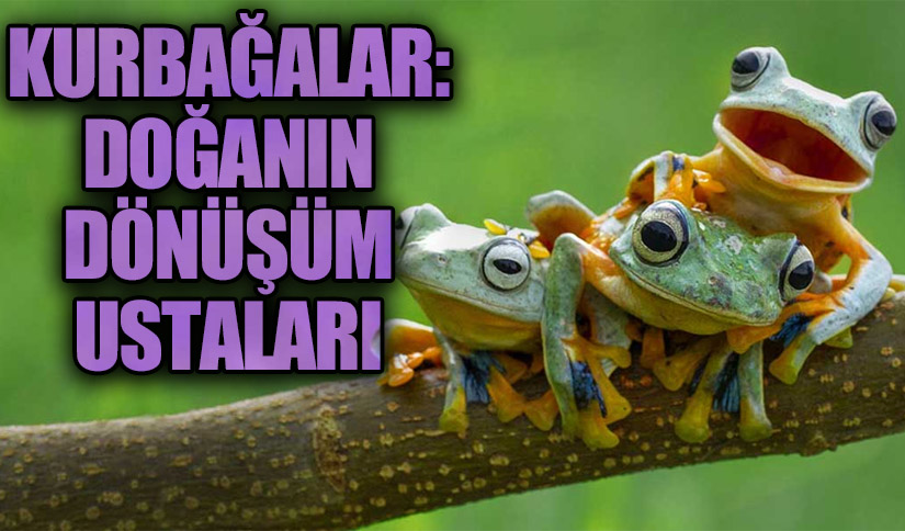 Kurbağalar: Doğanın Dönüşüm Ustaları