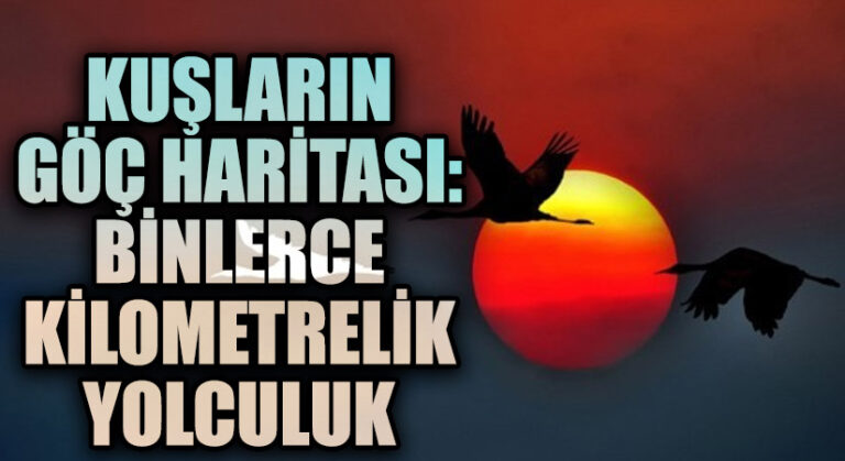 Kuşların Göç Haritası: Binlerce Kilometrelik Yolculuk