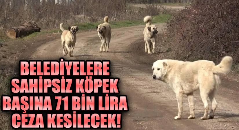 Belediyelere Sahipsiz Köpekler İçin Ağır Para Cezası