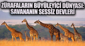 Zürafaların Büyüleyici Dünyası: Savananın Sessiz Devleri