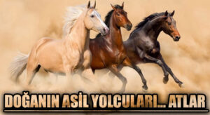 Doğanın Asil Yolcuları… Atlar 