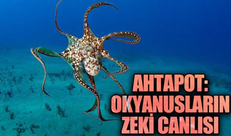 Ahtapot: Okyanusların Zeki Canlısı