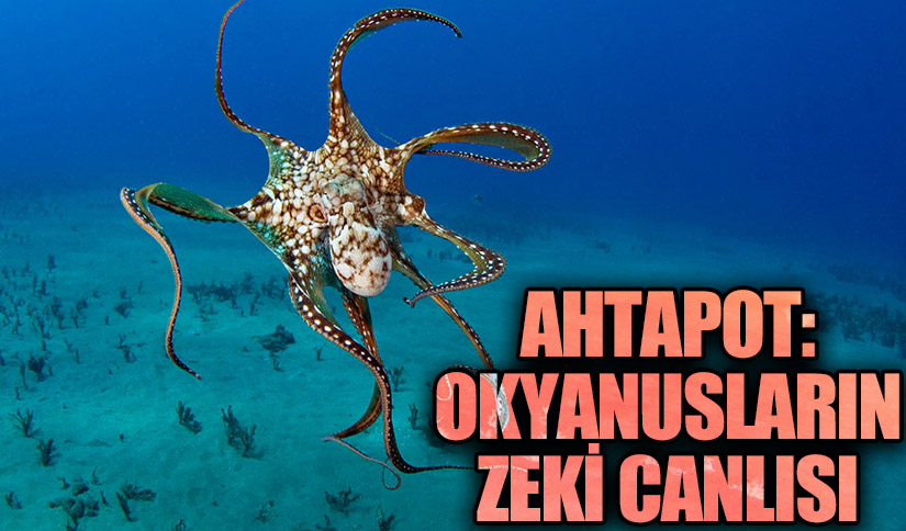Ahtapot: Okyanusların Zeki Canlısı