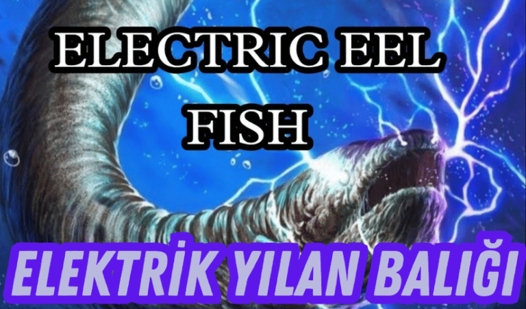 Elektrikli Yılan Balıkları Hakkında İlginç Gerçekler