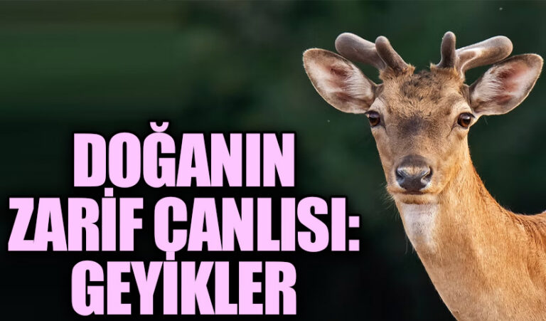 Doğanın Zarif Canlısı: Geyikler