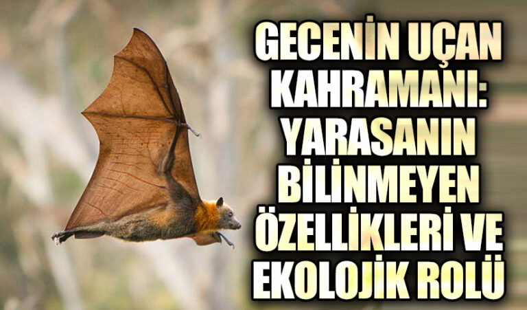Gecenin Uçan Kahramanı: Yarasanın Bilinmeyen Özellikleri ve Ekolojik Rolü