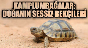 Kaplumbağalar: Doğanın Sessiz Bekçileri