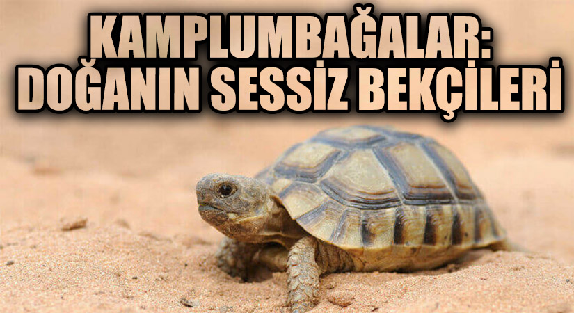 Kaplumbağalar: Doğanın Sessiz Bekçileri