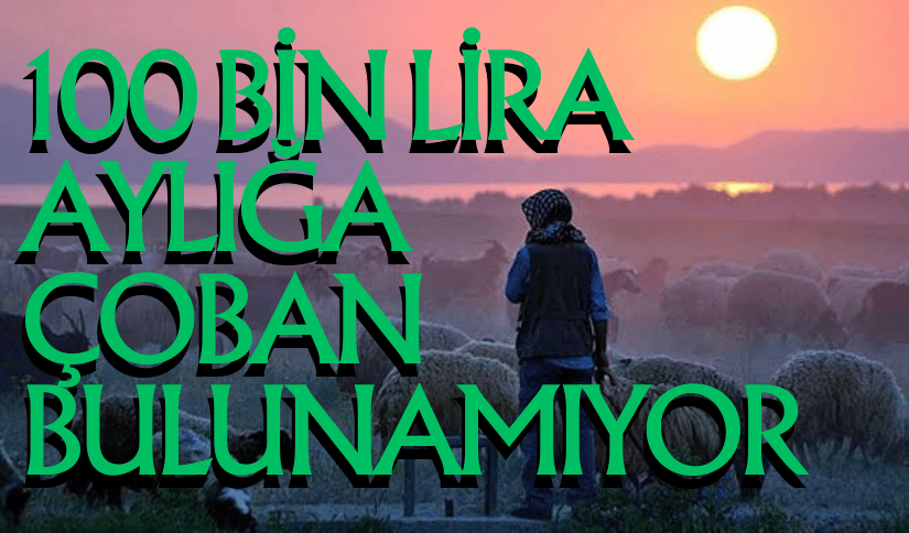 100 Bin Lira Maaşa Çoban Bulunamıyor