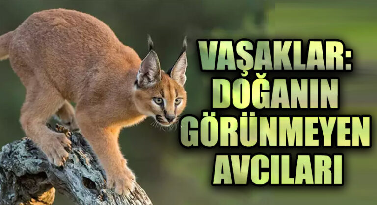 “VAŞAKLAR: DOĞANIN GÖRÜNMEYEN AVCILARI”