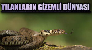 Yılanların Gizemli Dünyası