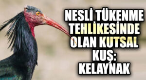 Nesli Tükenme Tehlikesinde Olan Kutsal Kuş: Kelaynak