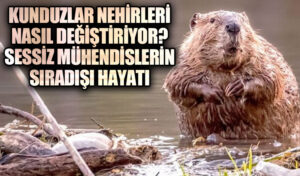 Kunduzlar Nehirleri Nasıl Değiştiriyor? Sessiz Mühendislerin Sıradışı Hayatı