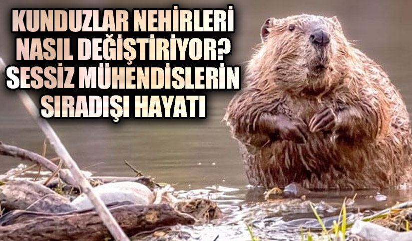 Kunduzlar Nehirleri Nasıl Değiştiriyor? Sessiz Mühendislerin Sıradışı Hayatı