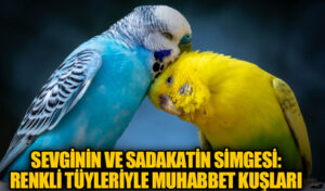 Sevginin ve Sadakatin Simgesi: Renkli Tüyleriyle Muhabbet Kuşları