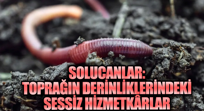 Solucanlar: Toprağın Derinliklerindeki Sessiz Hizmetkârlar