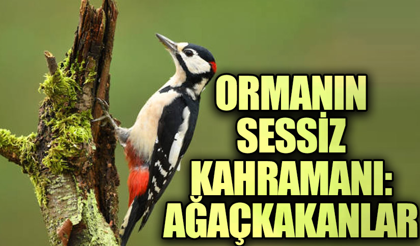 Ormanın Sessiz Kahramanı: Ağaçkakanlar