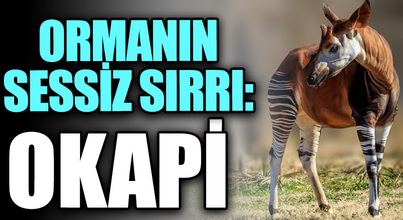 Ormanın Sessiz Sırrı: Okapi