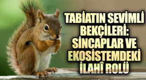Tabiatın Sevimli Bekçileri: Sincaplar ve Ekosistemdeki İlahî Rolü
