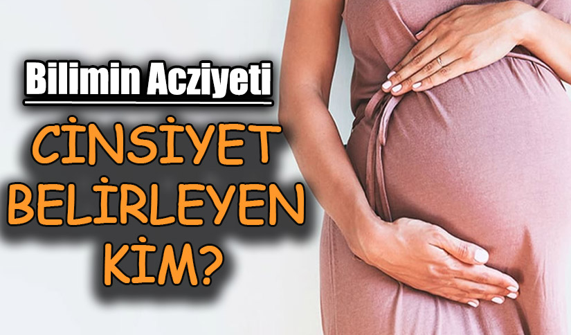 CİNSİYET BELİRLEYEN KİM?