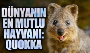 Dünyanın En Mutlu Hayvanı: Quokka