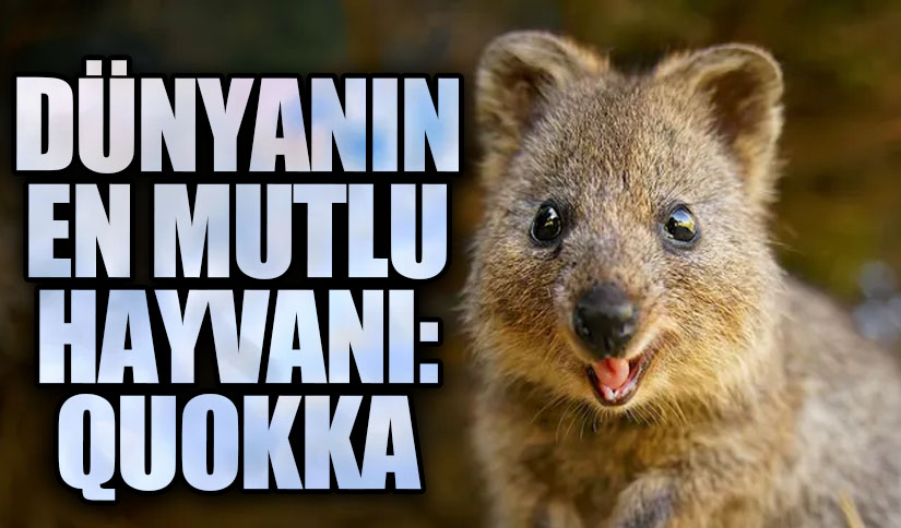 Dünyanın En Mutlu Hayvanı: Quokka
