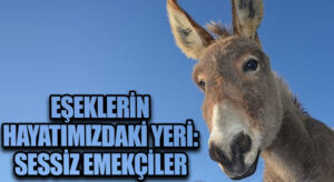 Eşeklerin Hayatımızdaki Yeri: Sessiz Emekçiler