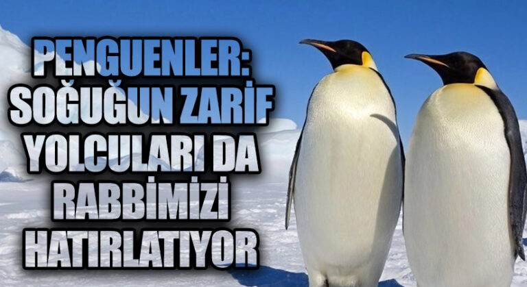 Penguenler: Soğuğun Zarif Yolcuları da Rabbimizi Hatırlatıyor