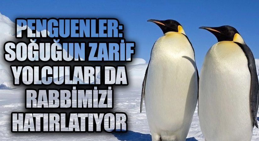 Penguenler: Soğuğun Zarif Yolcuları da Rabbimizi Hatırlatıyor
