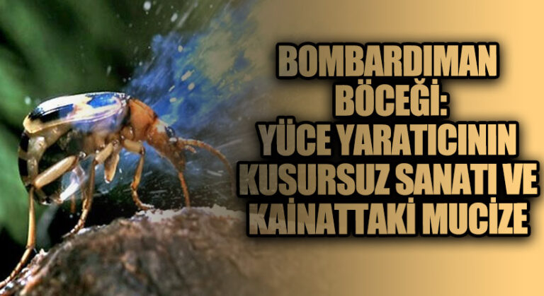 Bombardıman Böceği: Yüce Yaratıcının Kusursuz Sanatı ve Kainattaki Mucize