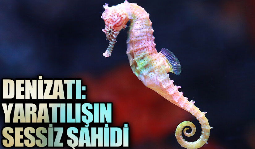 Denizatı: Yaratılışın Sessiz Şahidi