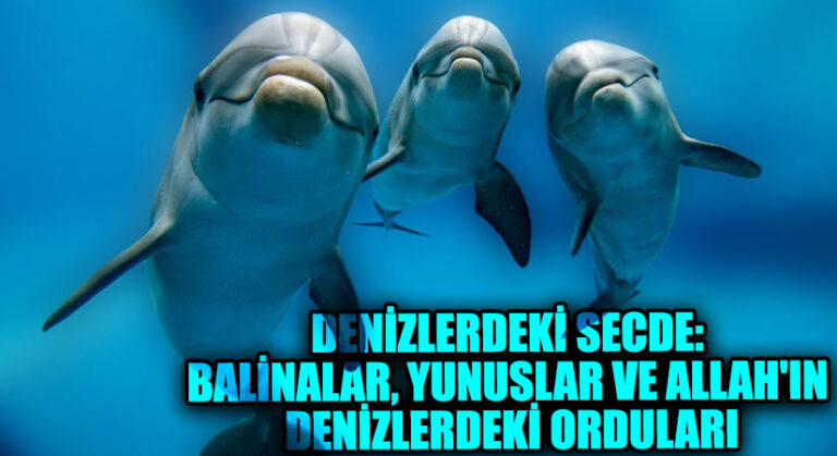 Denizlerdeki Secde: Balinalar, Yunuslar ve Allah’ın Derinliklerdeki Orduları