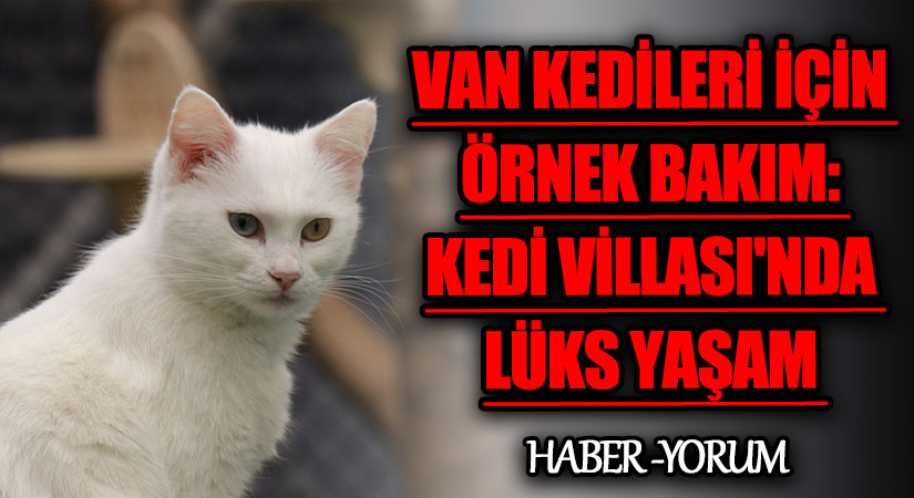 Van Kedileri İçin Örnek Bakım: Kedi Villası’nda Lüks Yaşam