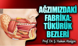 Ağzımızdaki Fabrika: Tükürük Bezleri