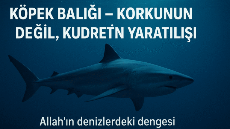 Köpek Balığı – Korkunun Değil, Kudretin Yaratılışı