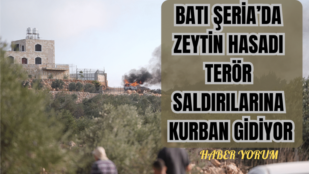 Batı Şeria’da Zeytin Hasadı Terör Saldırılarına Kurban Gidiyor